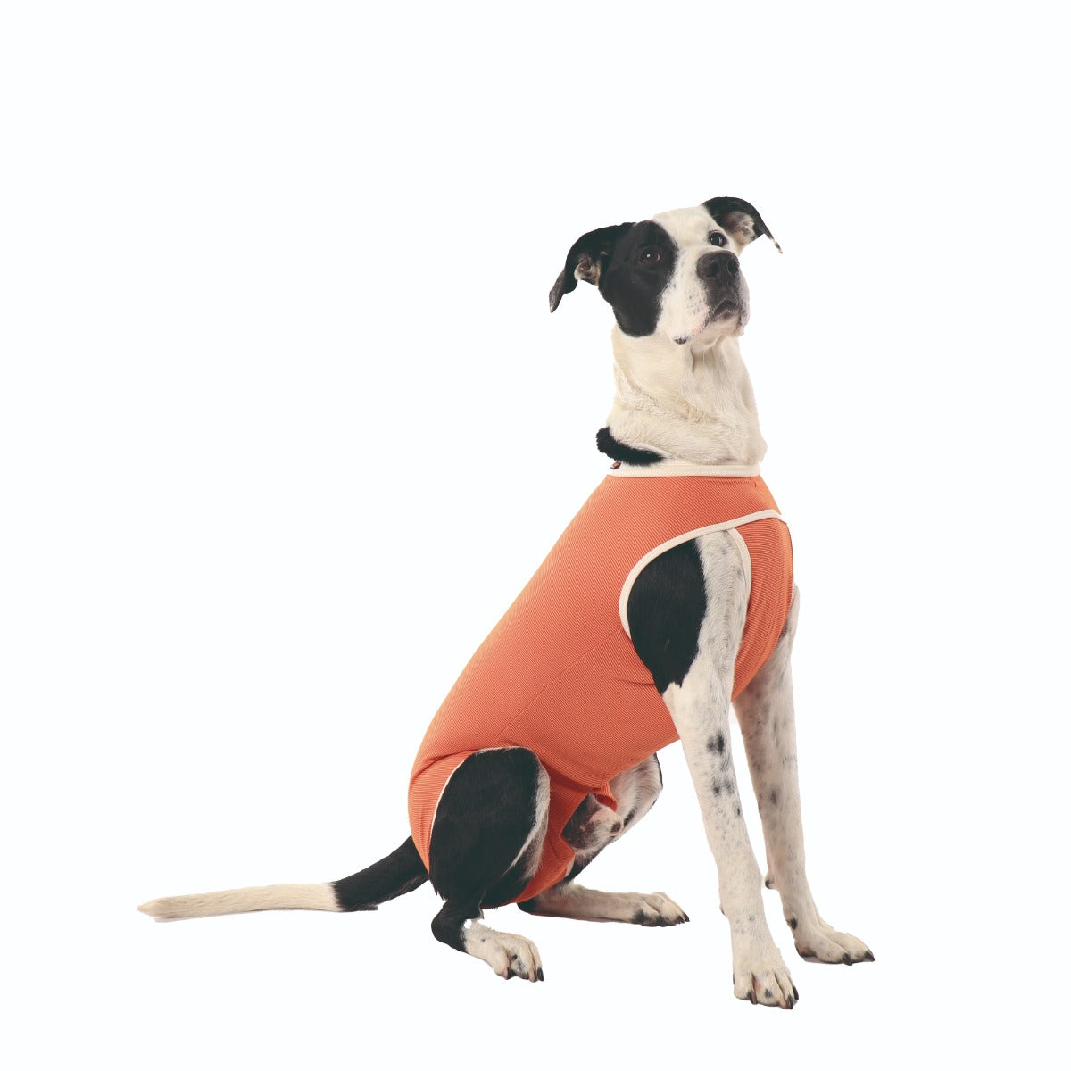 Luna & Milo CopperBody Kastration #7